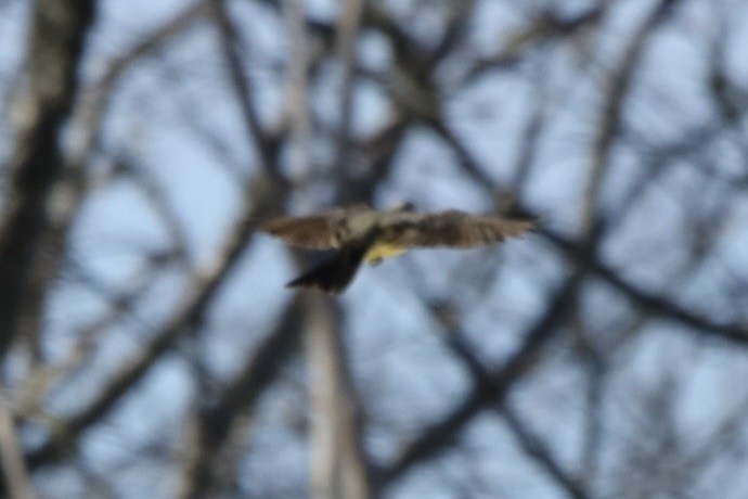 Western Kingbird - John Shamgochian