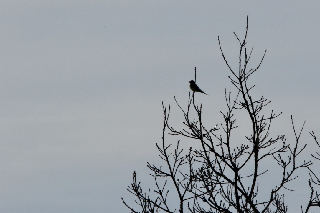 Western Kingbird - John Shamgochian