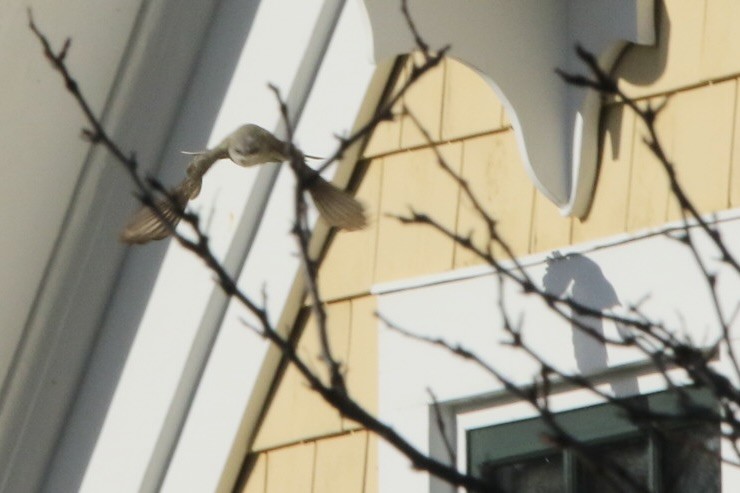 Western Kingbird - John Shamgochian