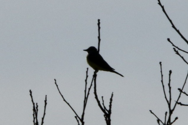 Western Kingbird - John Shamgochian