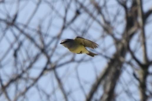 Western Kingbird - John Shamgochian