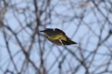 Western Kingbird - John Shamgochian