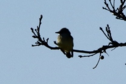 Western Kingbird - John Shamgochian