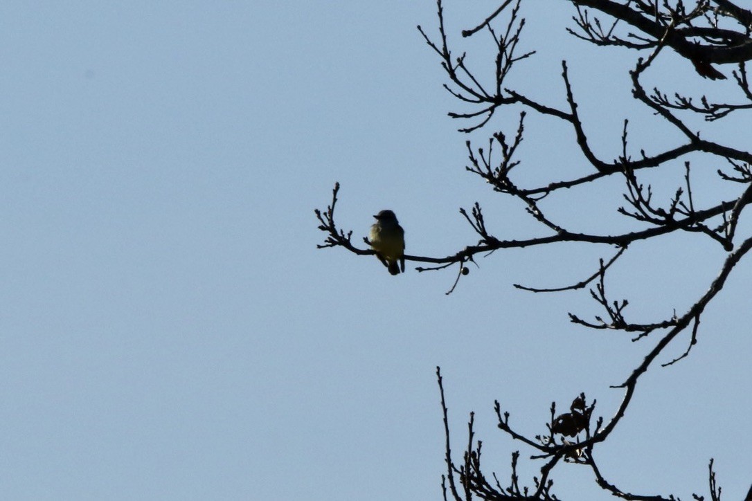 Western Kingbird - ML616323450