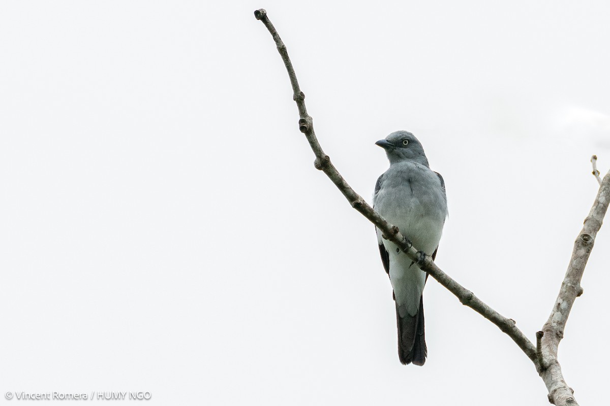 White-rumped Cuckooshrike - Vincent Romera