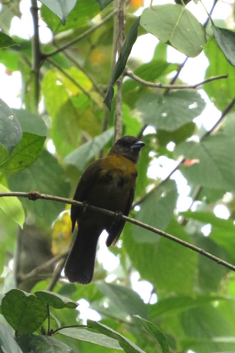 Scarlet-rumped Tanager (Passerini's) - ML616323462