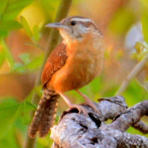 Carolina Wren - ML616323505