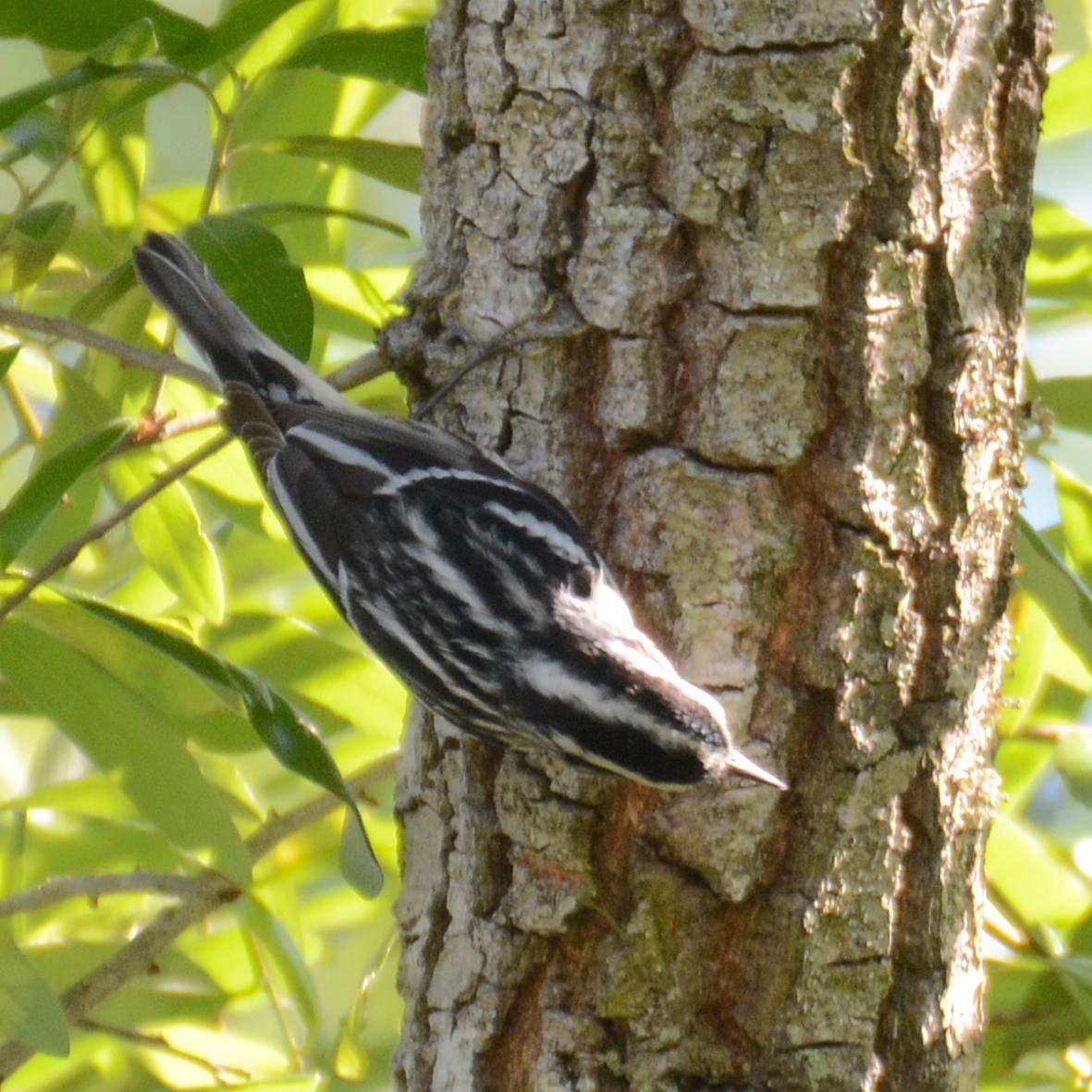 Black-and-white Warbler - ML616323523