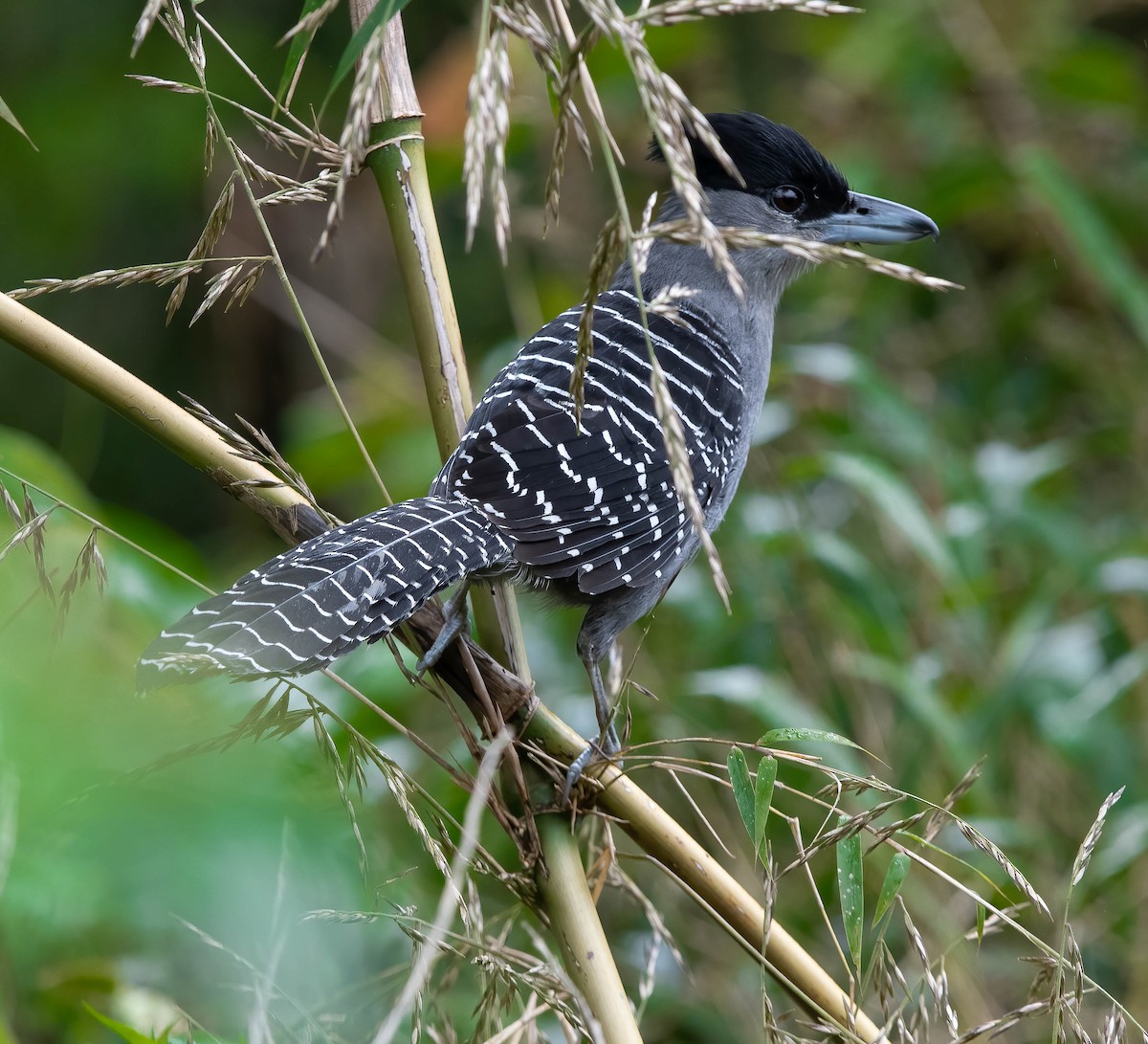 Batará Gigante - ML616323568