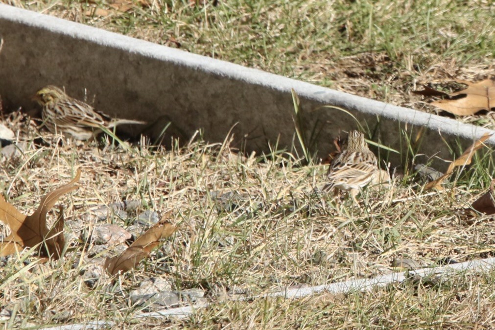 Savannah Sparrow (Savannah) - John Shamgochian