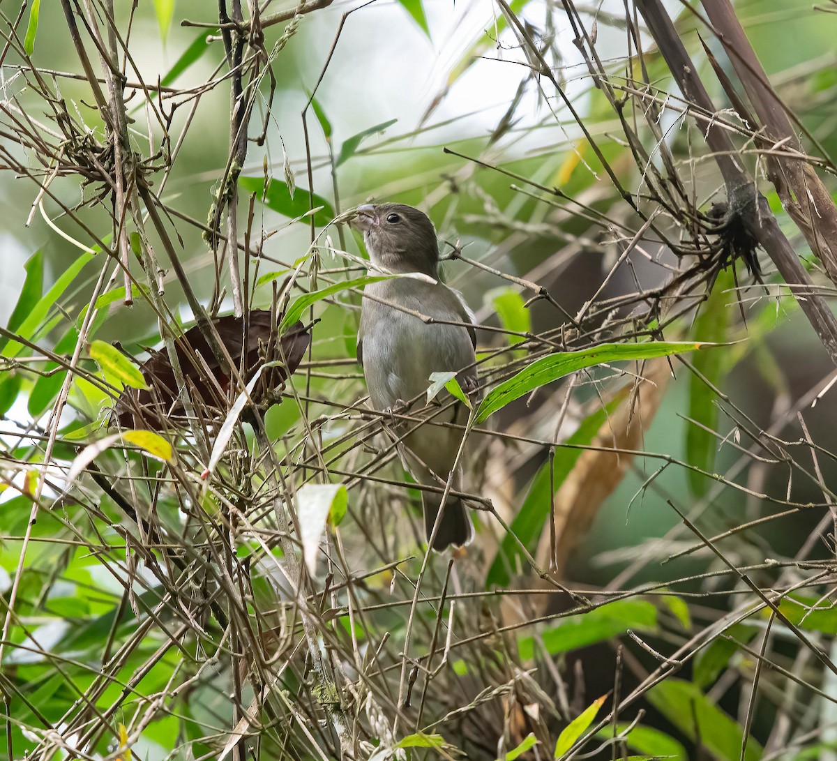 Buffy-fronted Seedeater - ML616323604