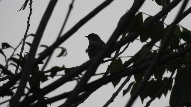 Taiga Flycatcher - ML616323613