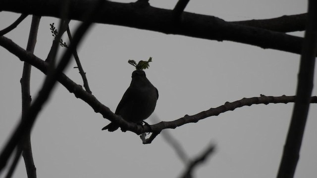 Taiga Flycatcher - ML616323628