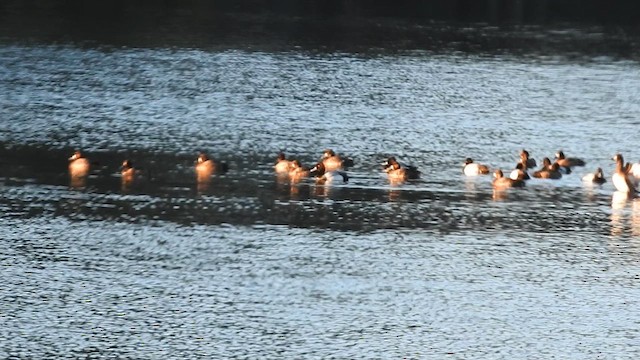 Lesser Scaup - ML616323679