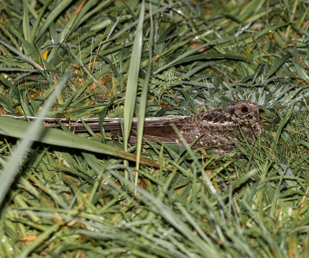 Long-trained Nightjar - ML616323745