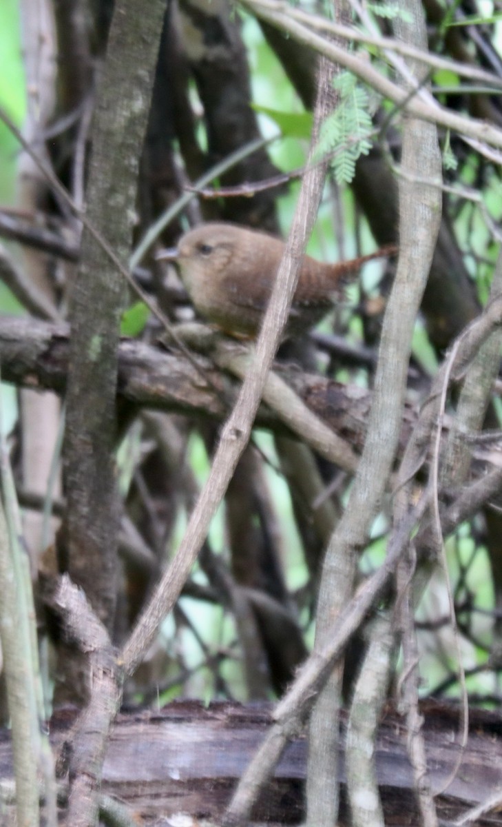 Troglodyte des forêts - ML616323748