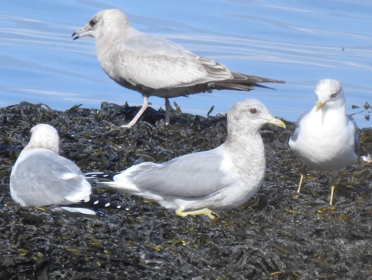 Short-billed Gull - ML616323811