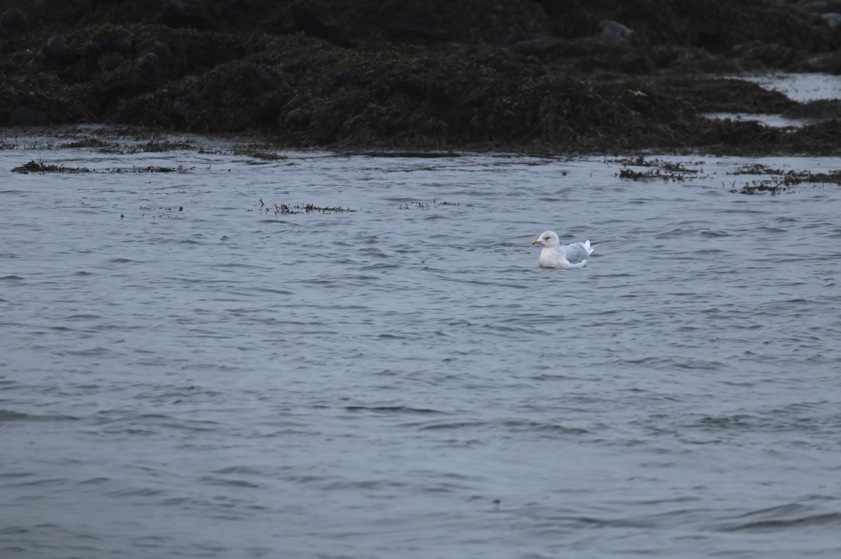 Iceland Gull - Hannes Leonard