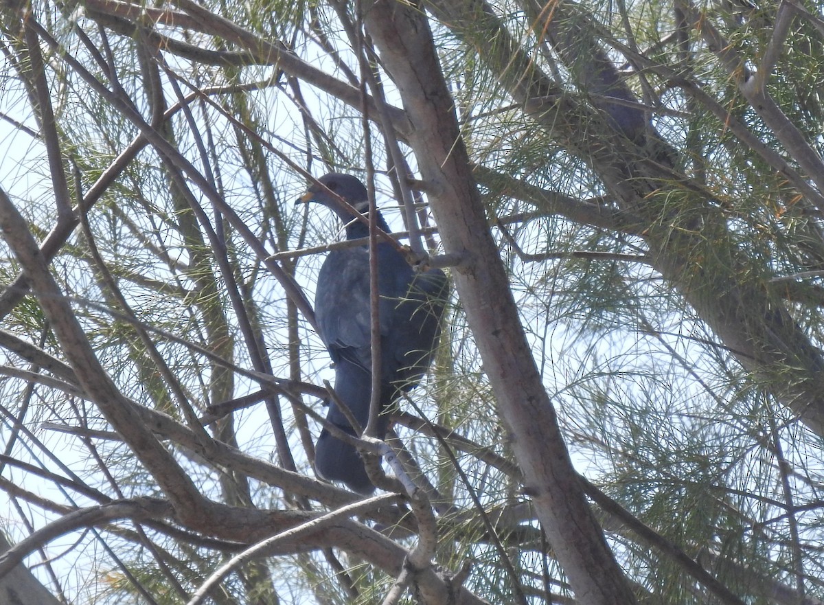 Band-tailed Pigeon - ML616323846