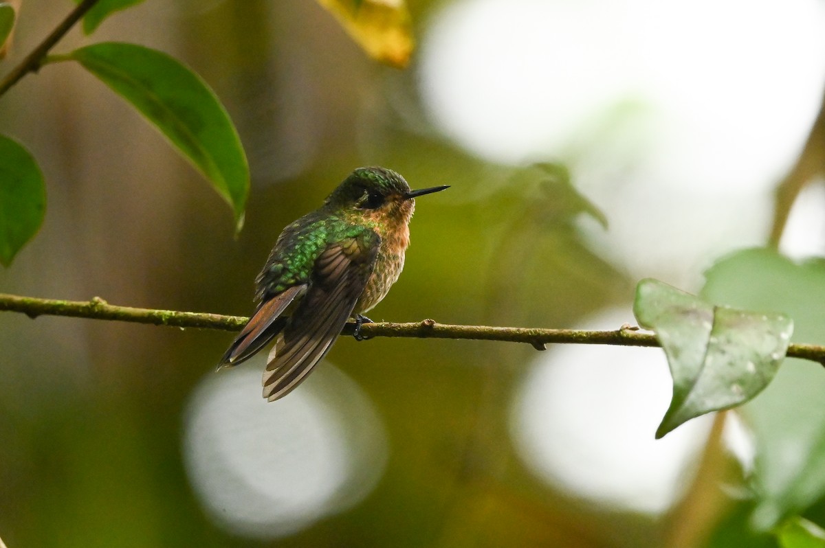 kolibřík dřišťálový (ssp. tyrianthina/quitensis) - ML616323851