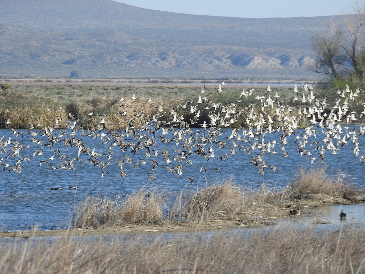 Long-billed Dowitcher - ML616323899