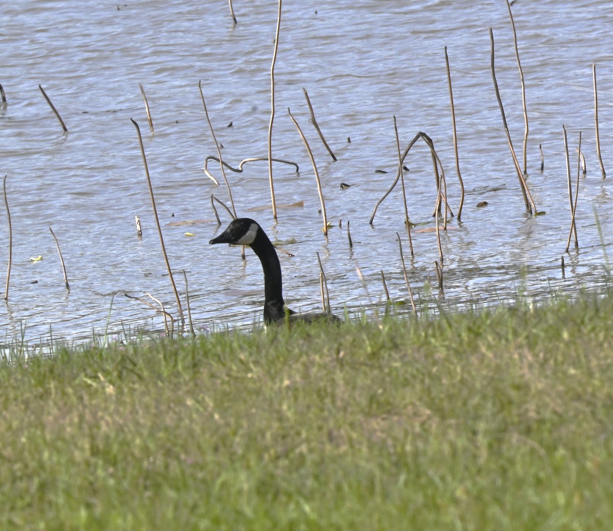 Canada Goose - Charles Minero