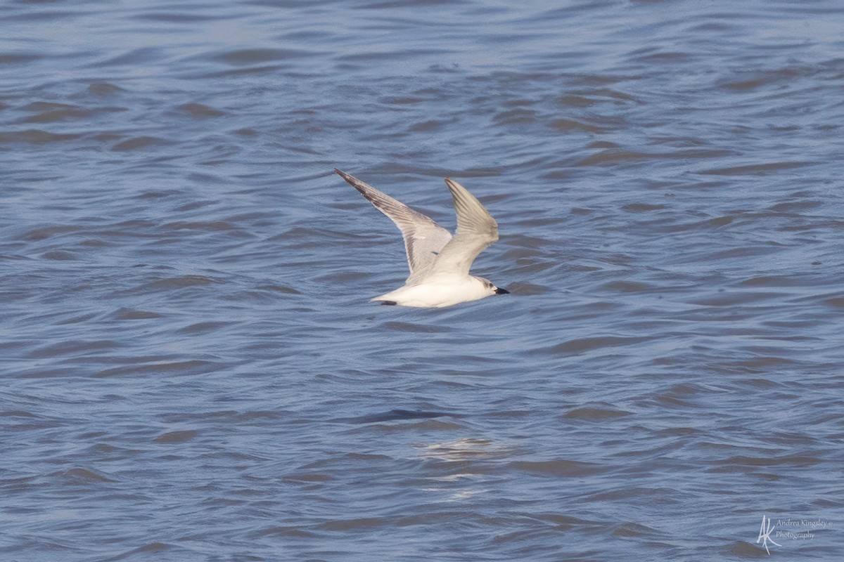 Gull-billed Tern - Andrea Kingsley