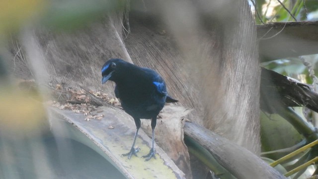 Malabar Whistling-Thrush - ML616323956