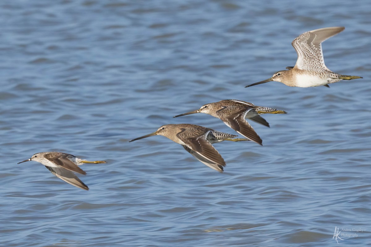 Long-billed Dowitcher - Andrea Kingsley