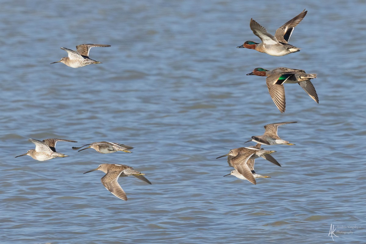 Long-billed Dowitcher - Andrea Kingsley