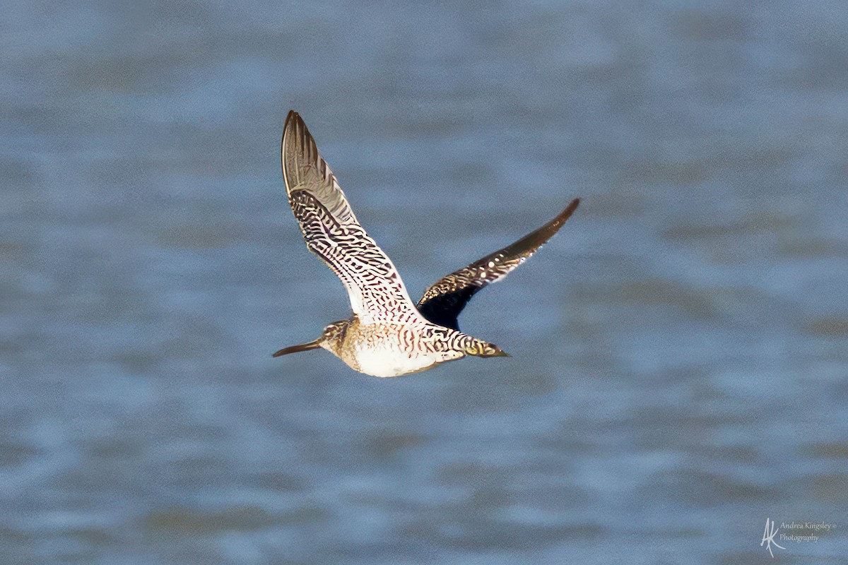 Long-billed Dowitcher - Andrea Kingsley