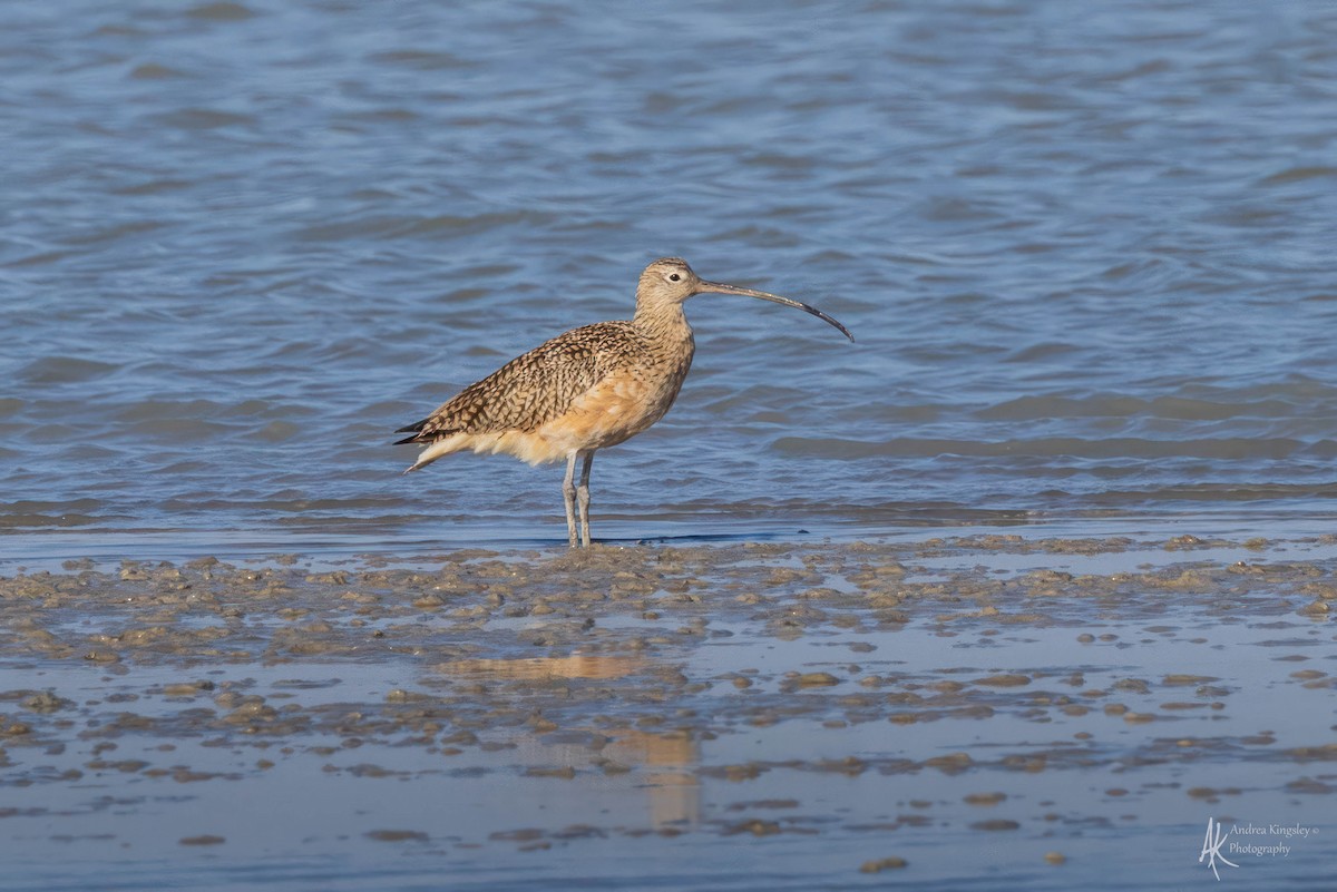 Long-billed Curlew - Andrea Kingsley