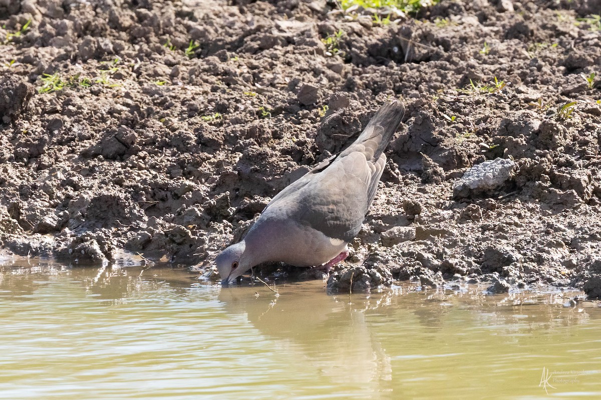 White-tipped Dove - ML616323989