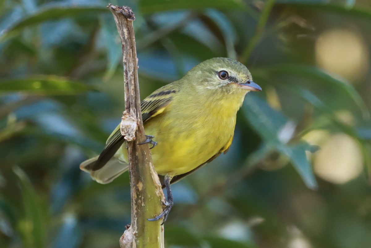 Rough-legged Tyrannulet - ML616324056