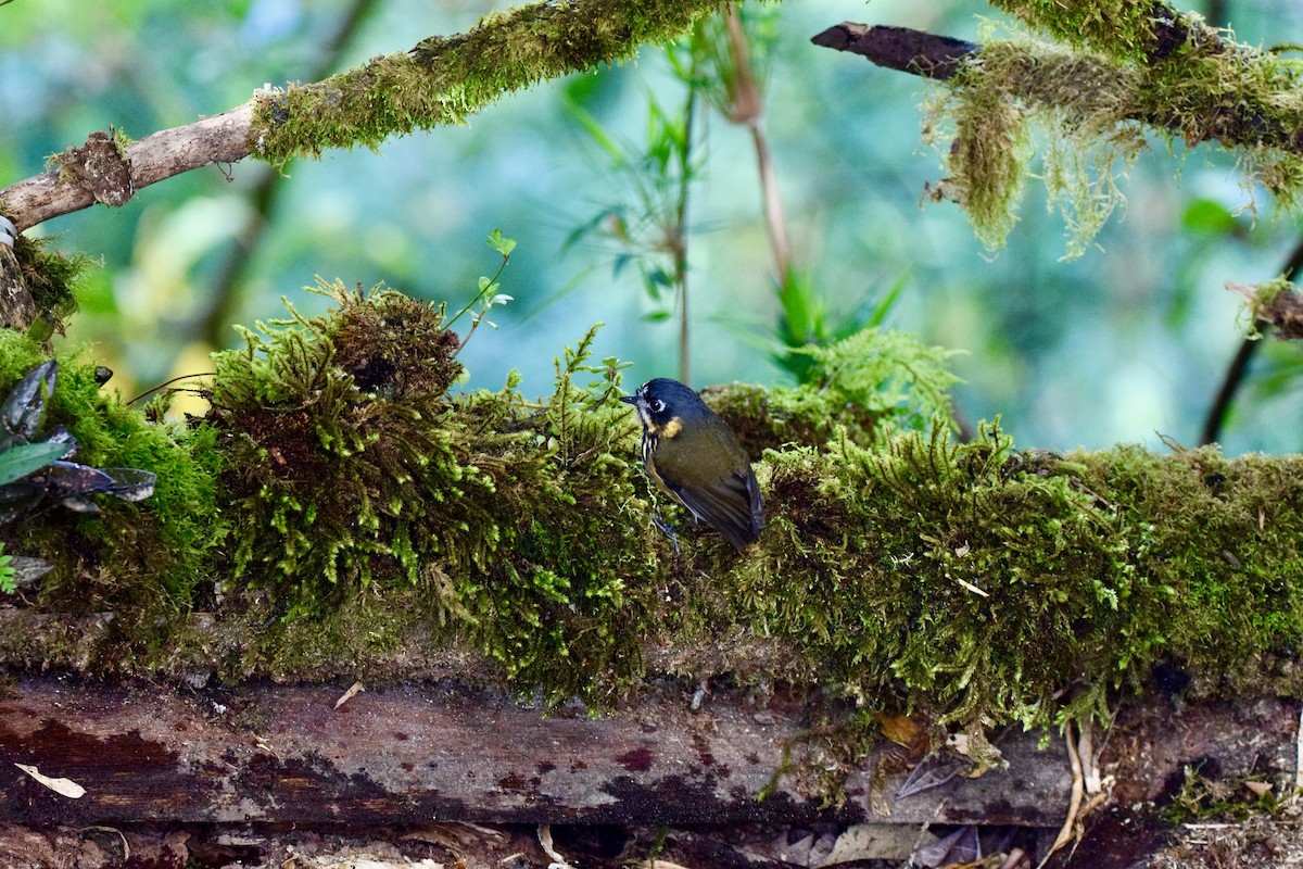 Crescent-faced Antpitta - Mario Pelletier