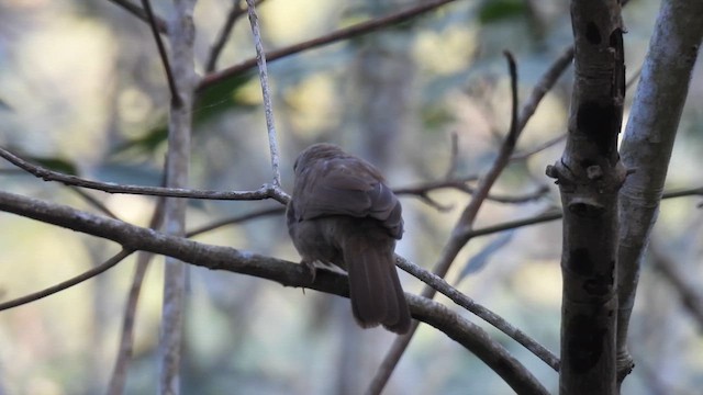 Jungle Babbler - ML616324068