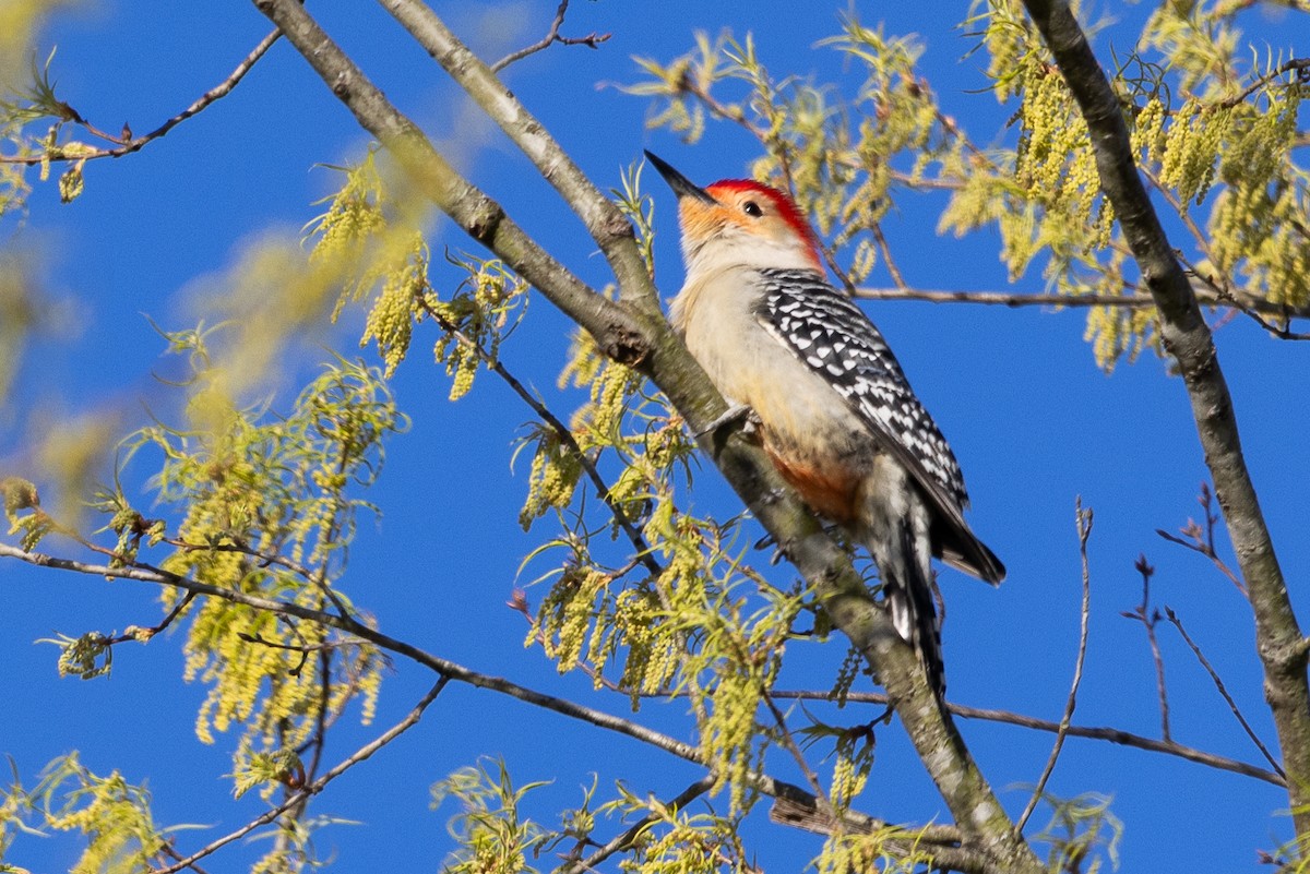 Red-bellied Woodpecker - D Gamelin