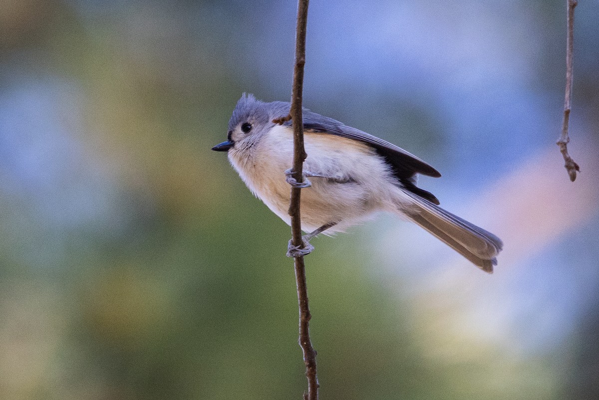 Mésange bicolore - ML616324076