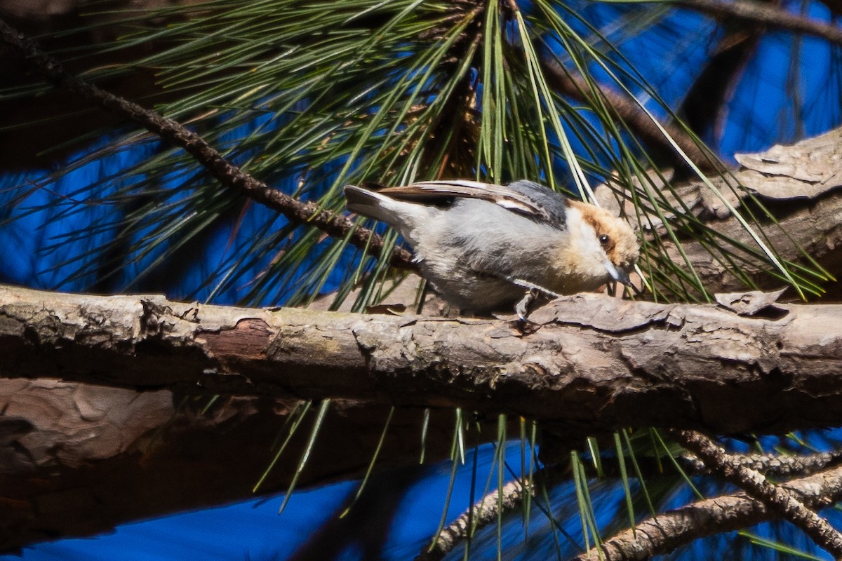 Brown-headed Nuthatch - ML616324080