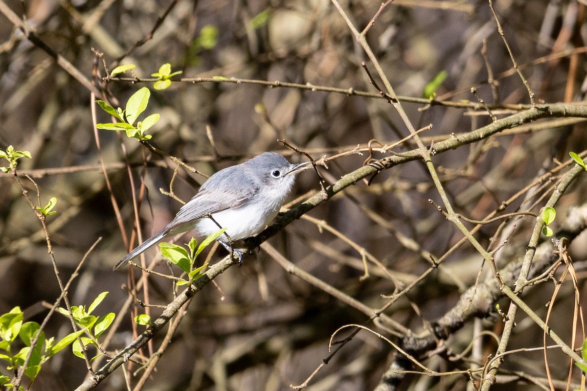 Blue-gray Gnatcatcher - ML616324082