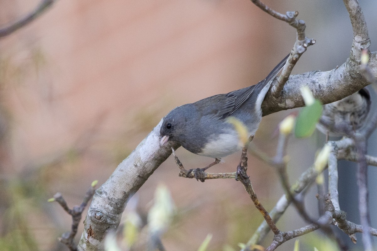 Dark-eyed Junco - D Gamelin