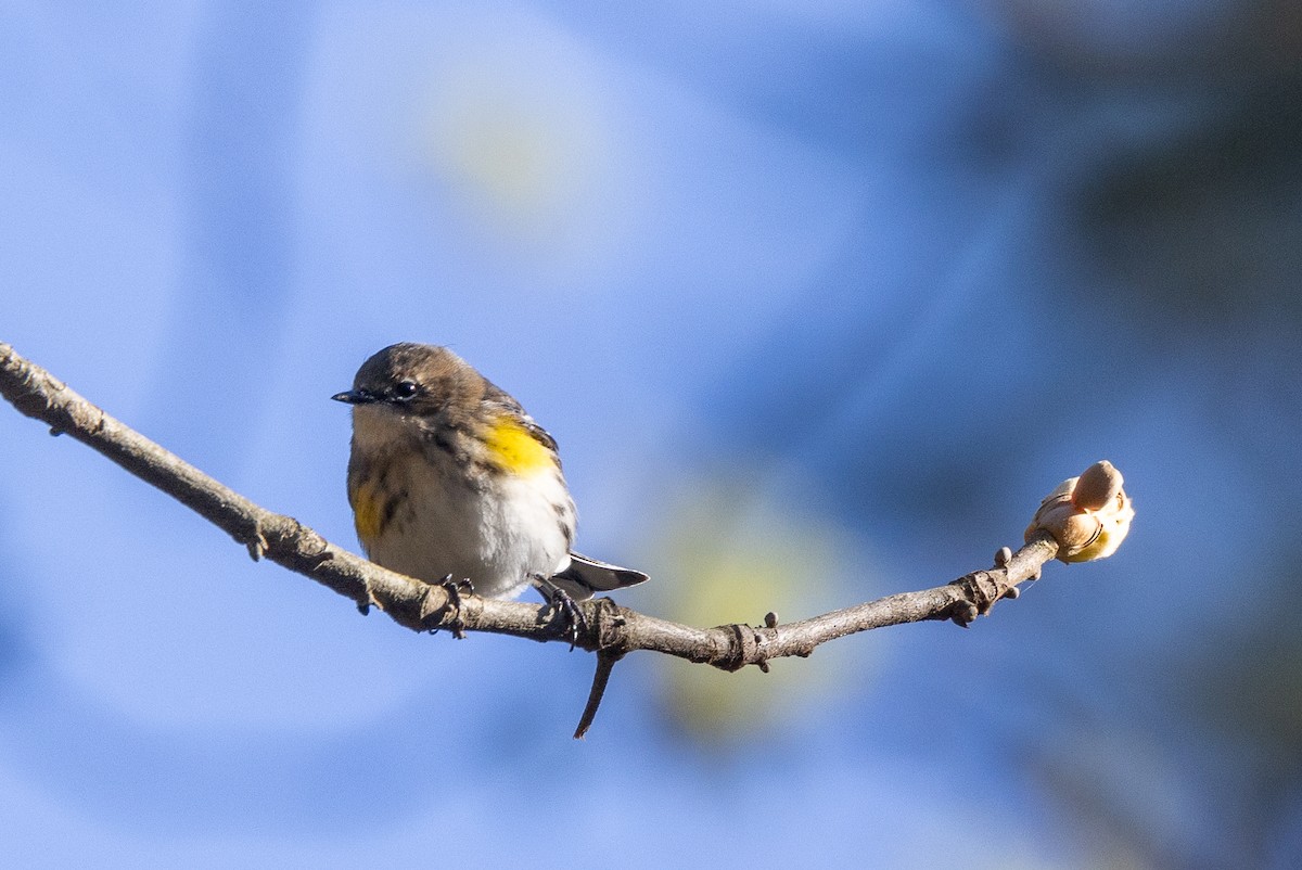 Yellow-rumped Warbler - D Gamelin