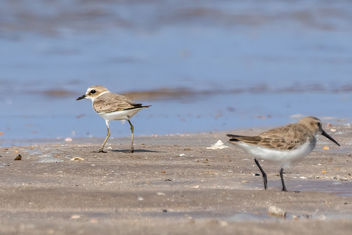 Kentish Plover - ML616324117