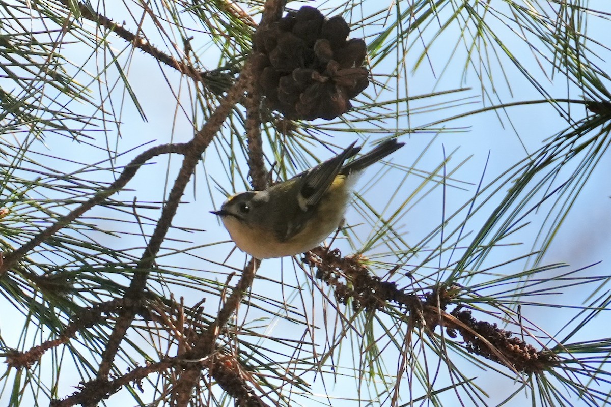 Goldcrest - ML616324119