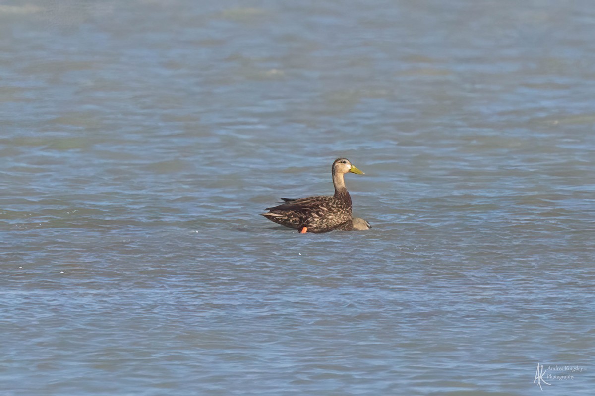 Mottled Duck - Andrea Kingsley