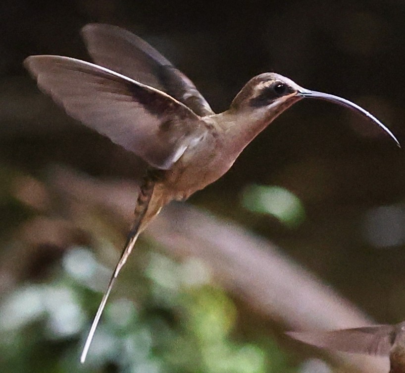 Long-billed Hermit - ML616324160