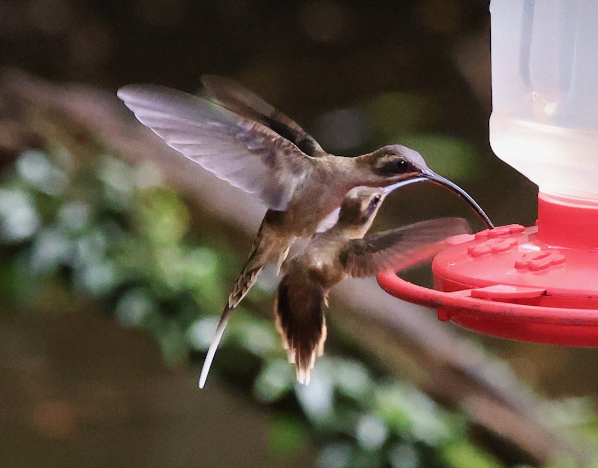 Long-billed Hermit - ML616324161