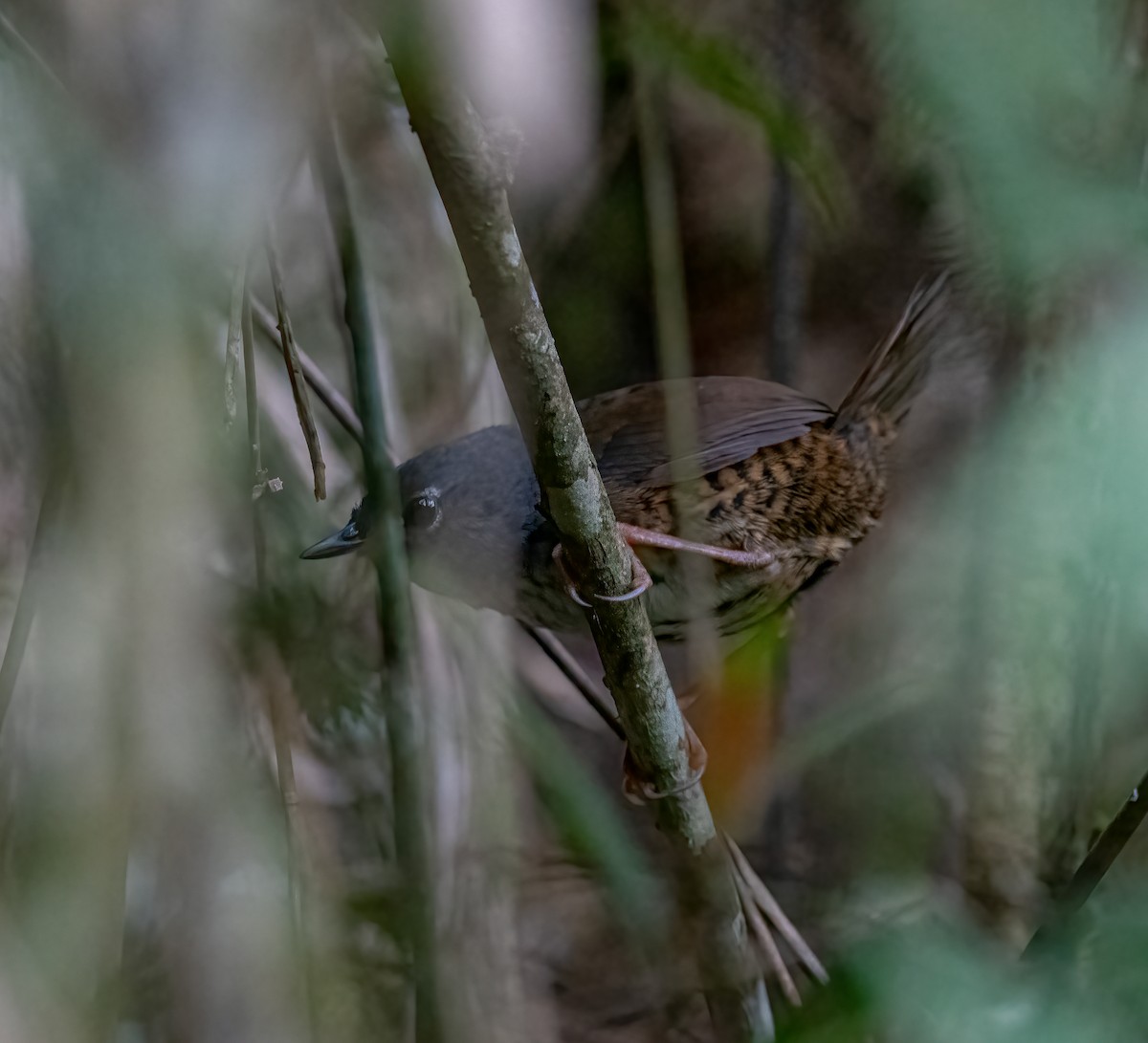 White-breasted Tapaculo - Fabyano Costa