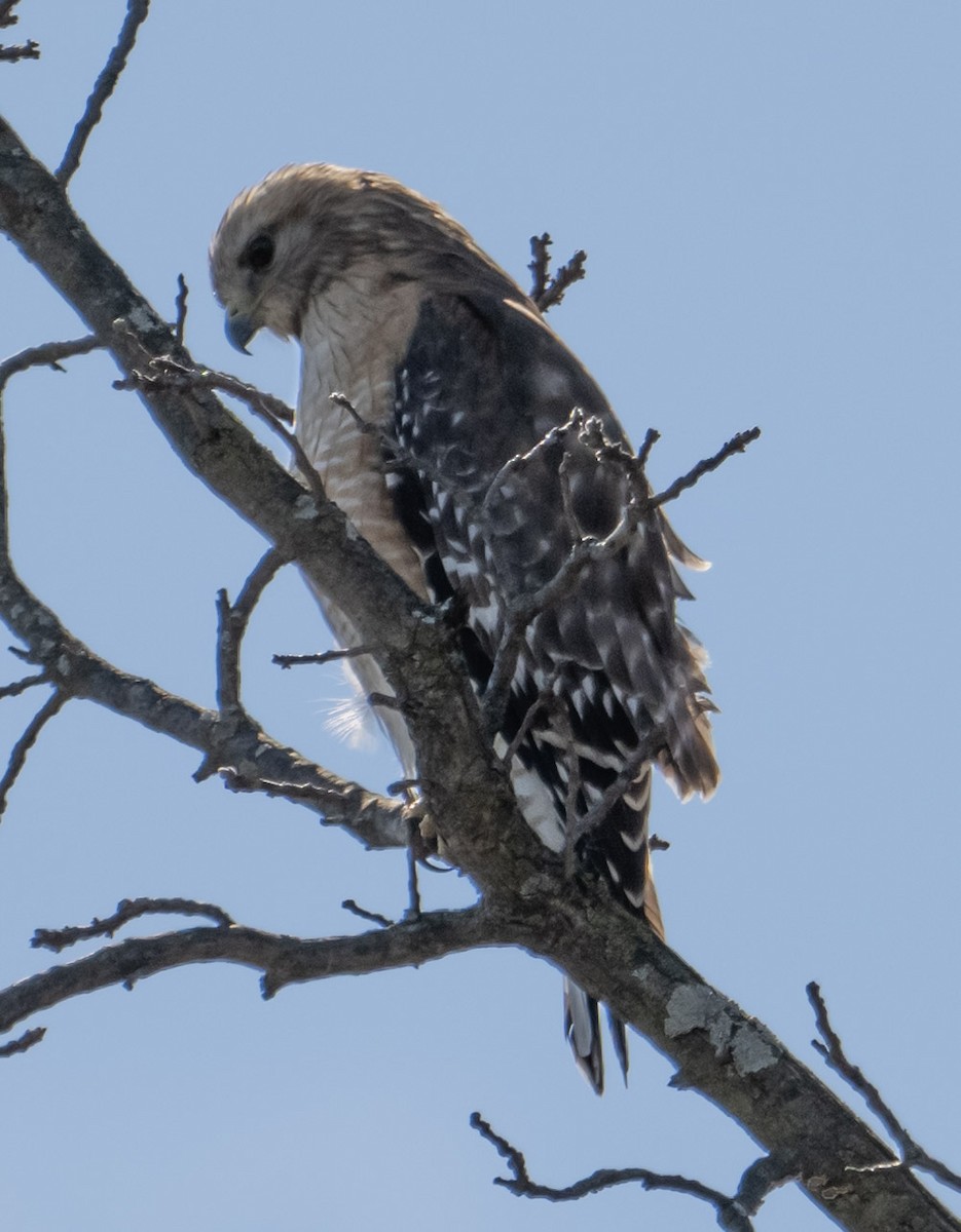 Red-shouldered Hawk - ML616324223