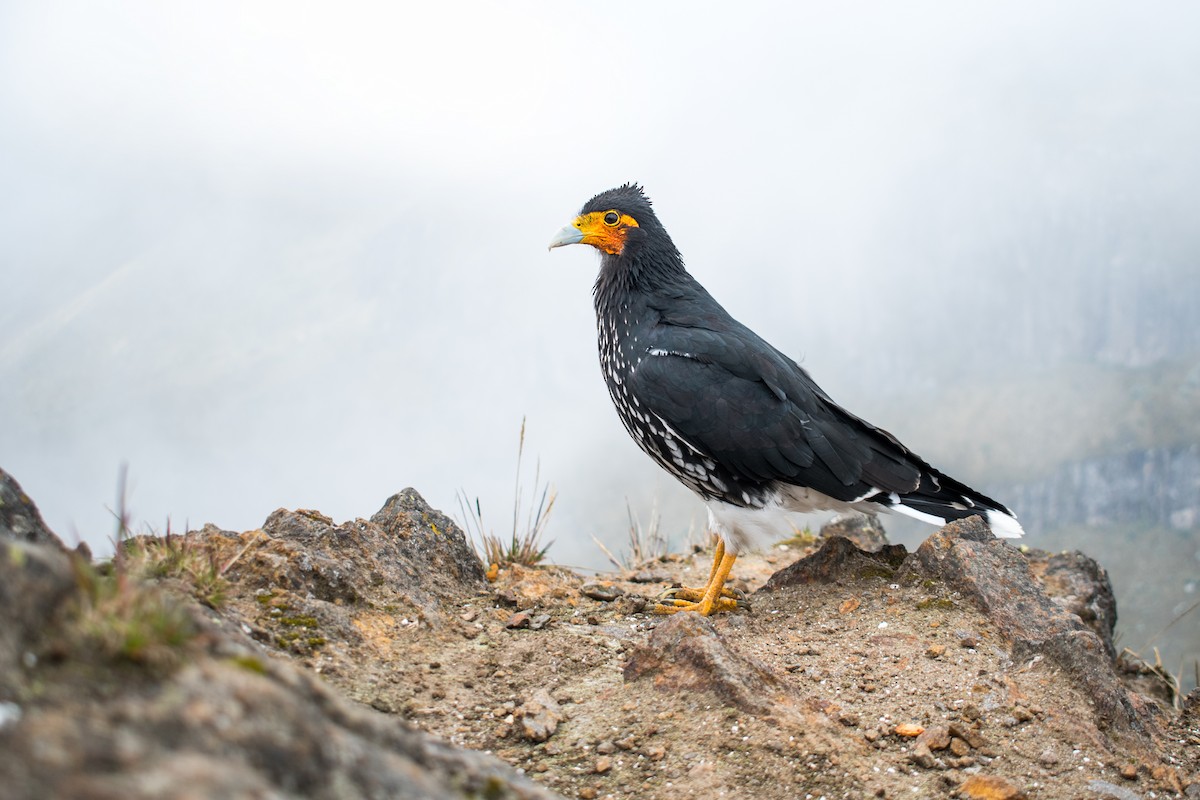 Carunculated Caracara - Ian Hearn